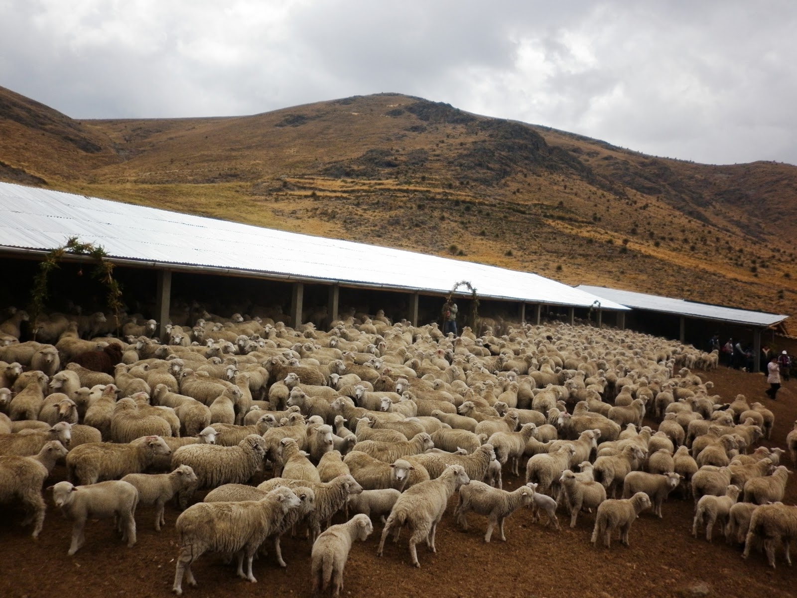 www.llusita.com: Minag inaugura cobertizos para proteger ovinos en