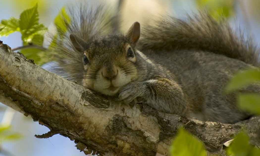 Hyperblogal: Tree Rats in Abundance