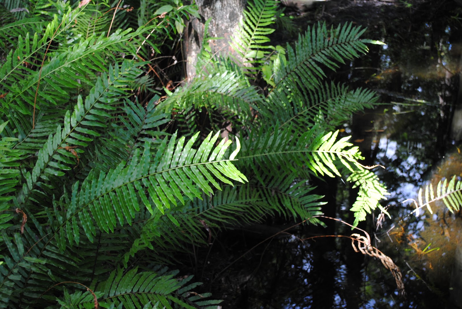 Field Notes and Photos Six Mile Cypress Slough Preserve "Swampin!"