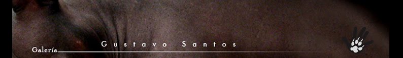 Gustavo Santos Galería