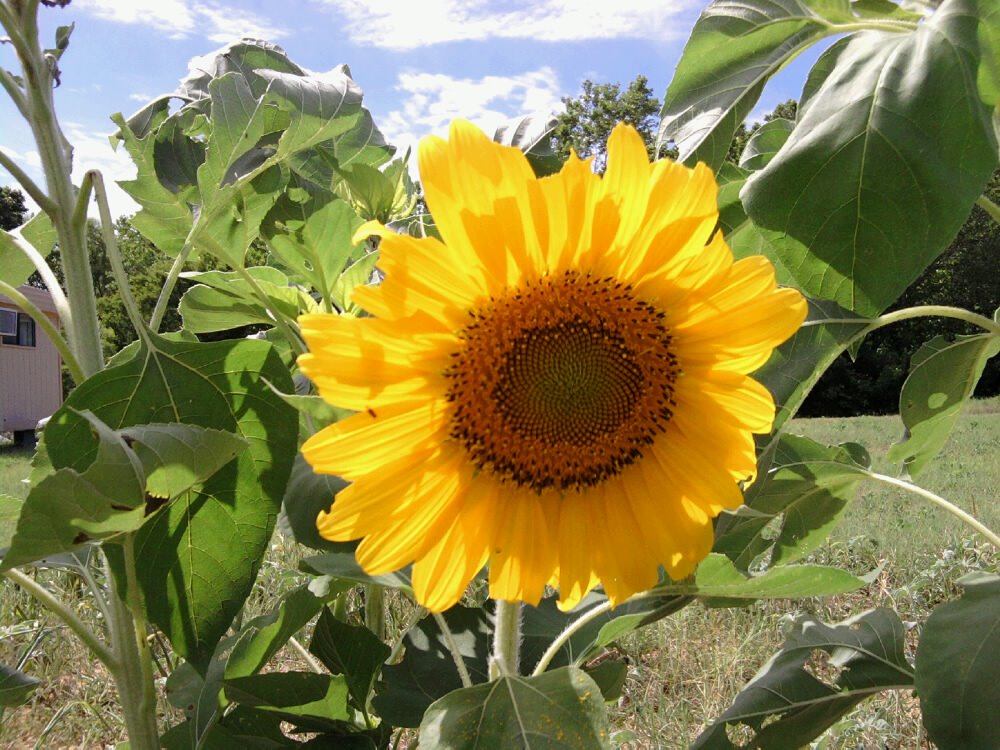 [sunflower.jpg]