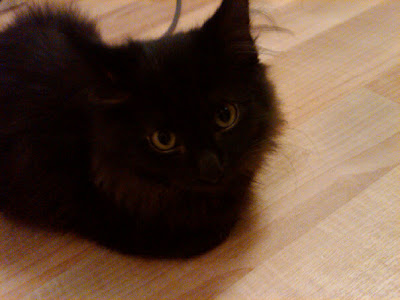 lack and white cat. black and white cat breed. lack and white cat.