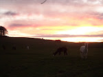 Alpacas and Sunset