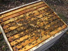 BEES are Ready for Spring