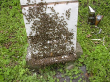 Spring Bees
