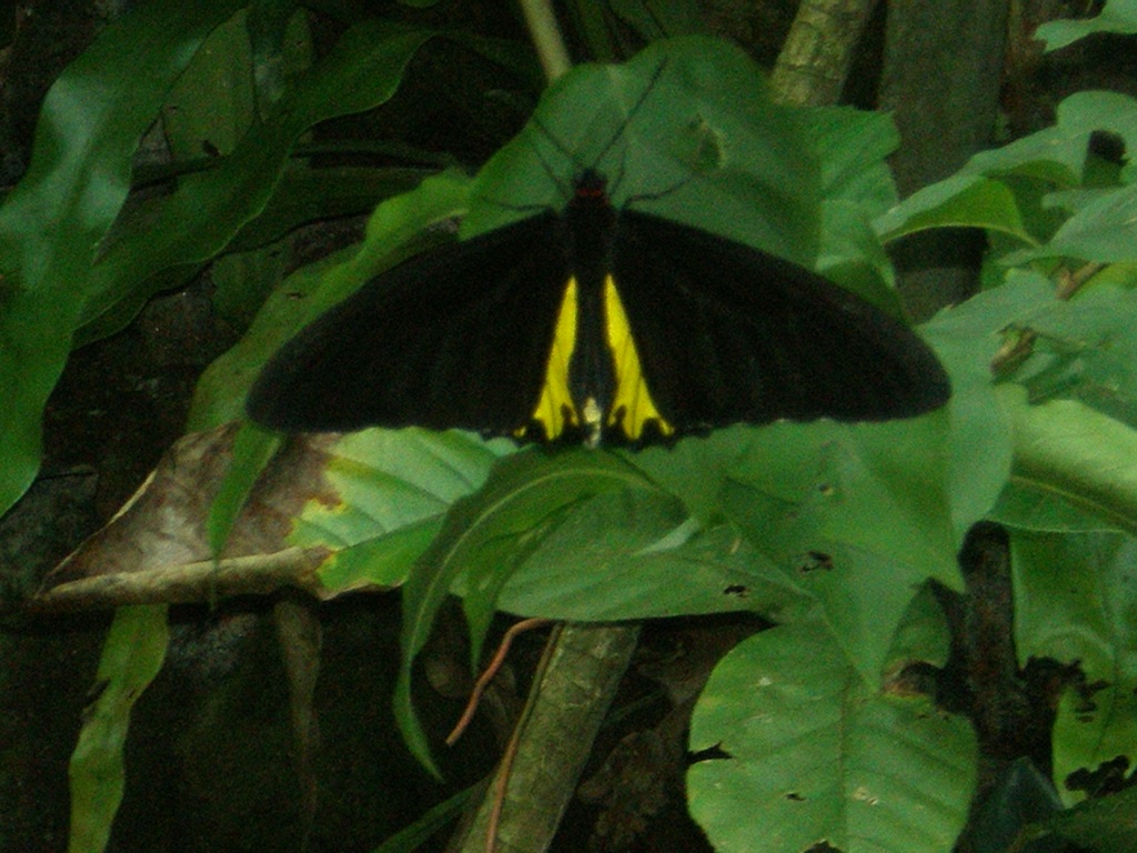 CHEMPAKA in the HOUSE: TAMAN RAMA-RAMA KL-aduh cantiknya dia!