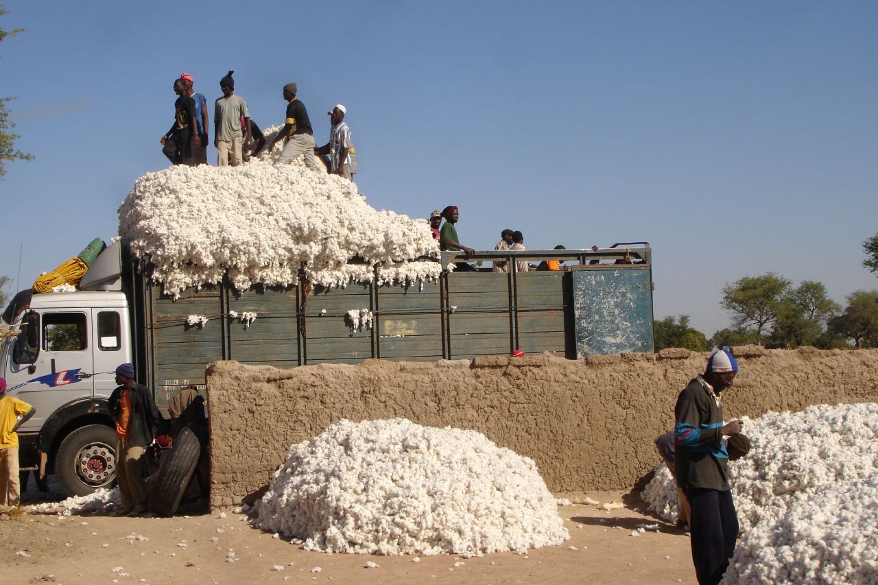 Angola Rising Cotton Growing Revival An Interesting Story