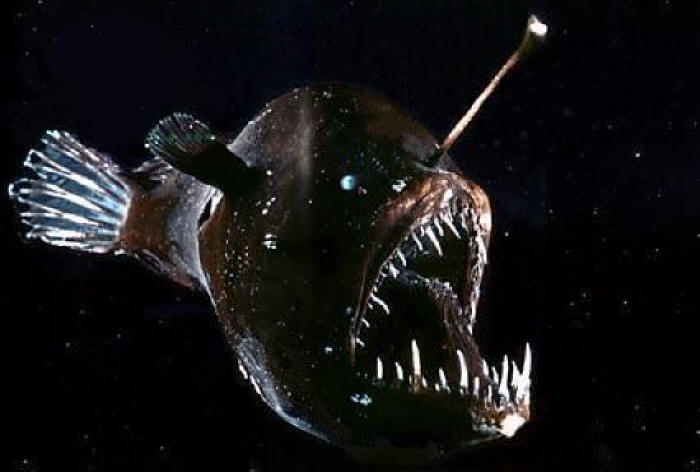Some deep sea anglerfish