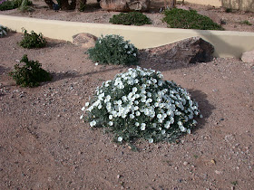 Deadhead Angelita Daisy Archives Ramblings From A Desert Garden
