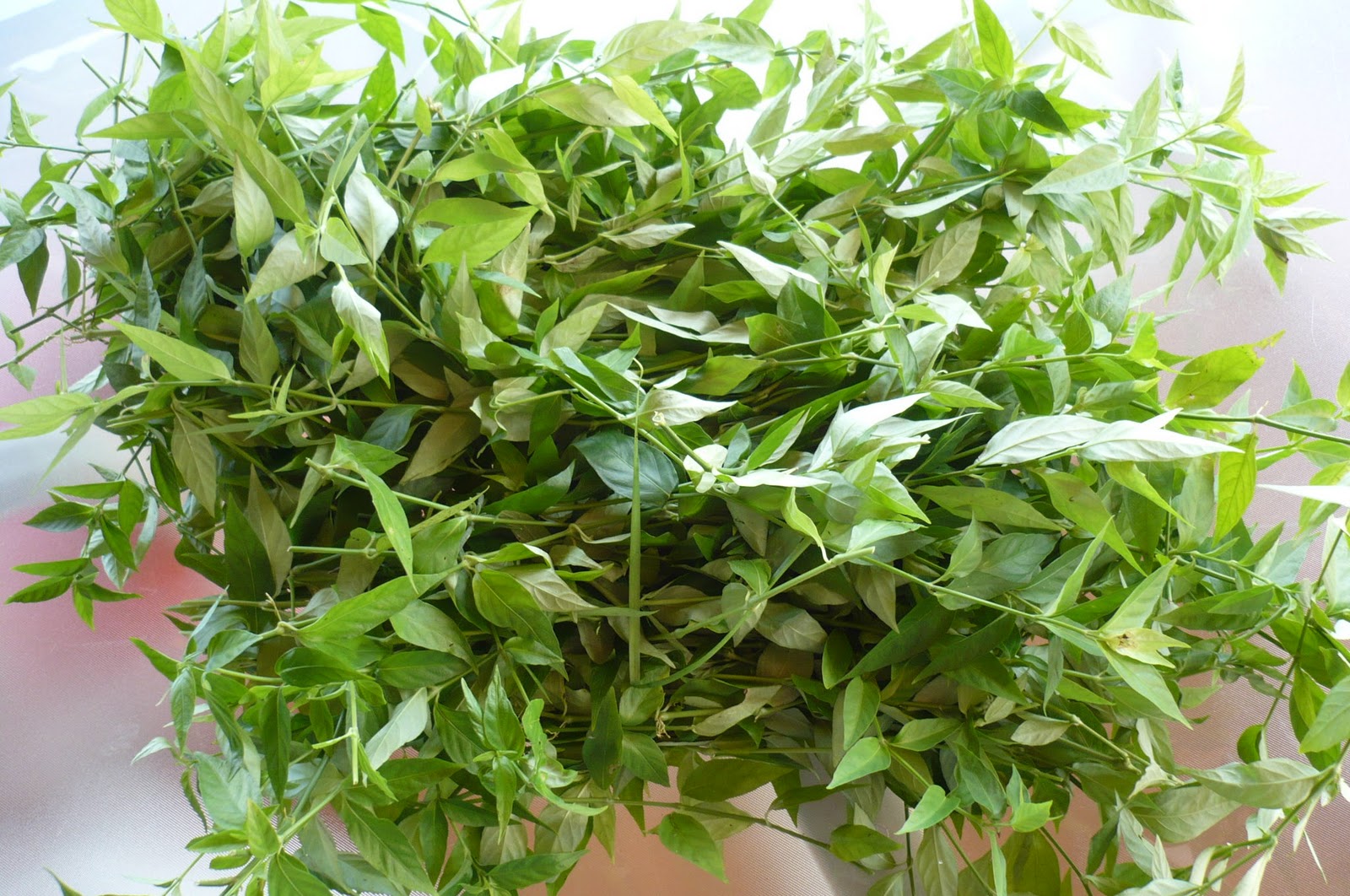 planta de tilo