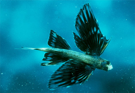 looking up fish and there are some weird fish out there flying fish