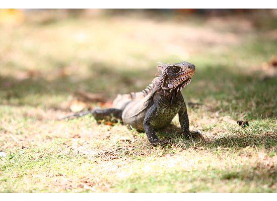 [IguanaOnGround3.jpg]