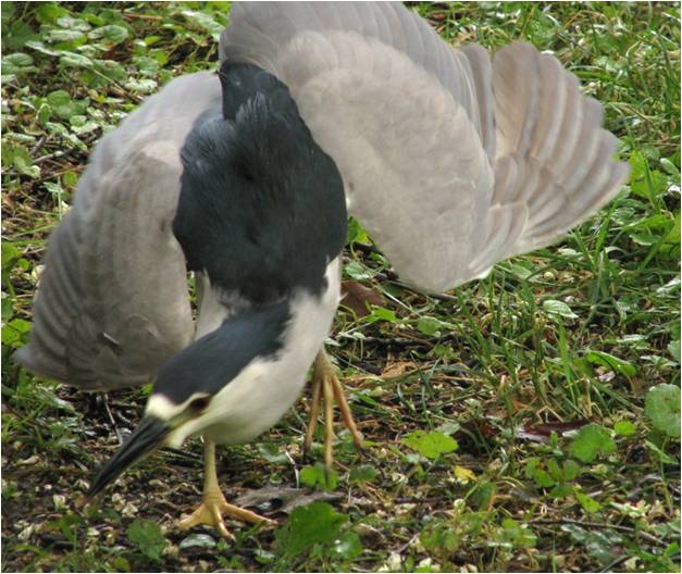Beasts in a Populous City: Sure They're Pretty, but So's Deadly Nightshade:  The Dark Side of Black-Crowned Night Herons