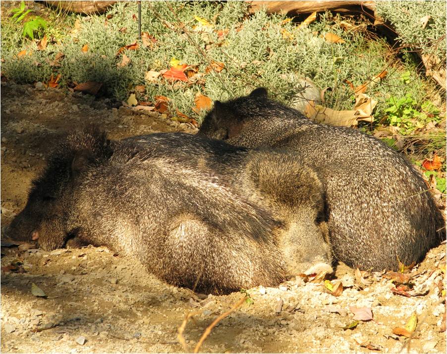 Beasts In A Populous City Between Two Pillows