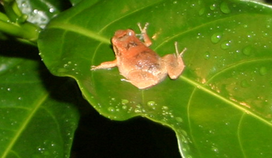 [Treefrog.JPG]