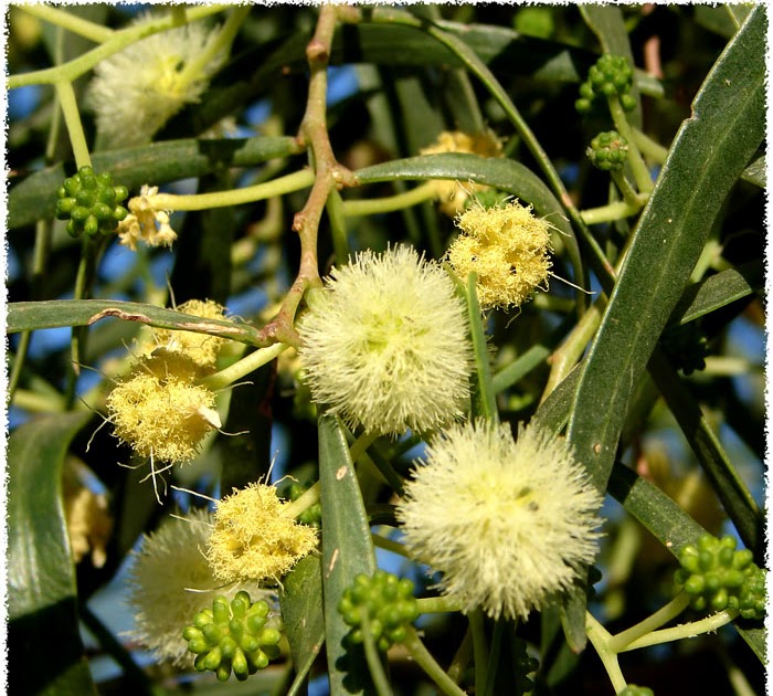 Water When Dry Willow Acacia