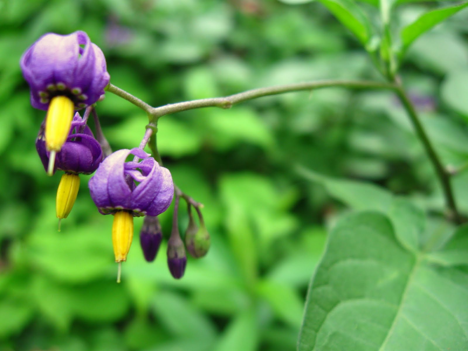 Deadly Nightshade: Poisonous Plant Of The Month 