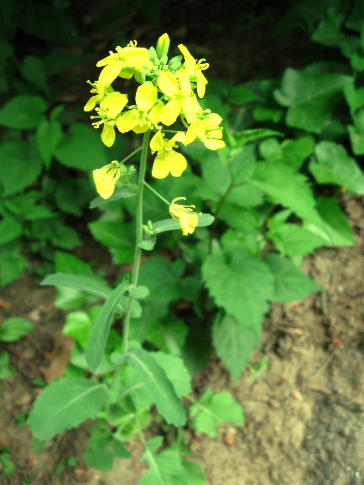 New York City Wildflowers Field mustard