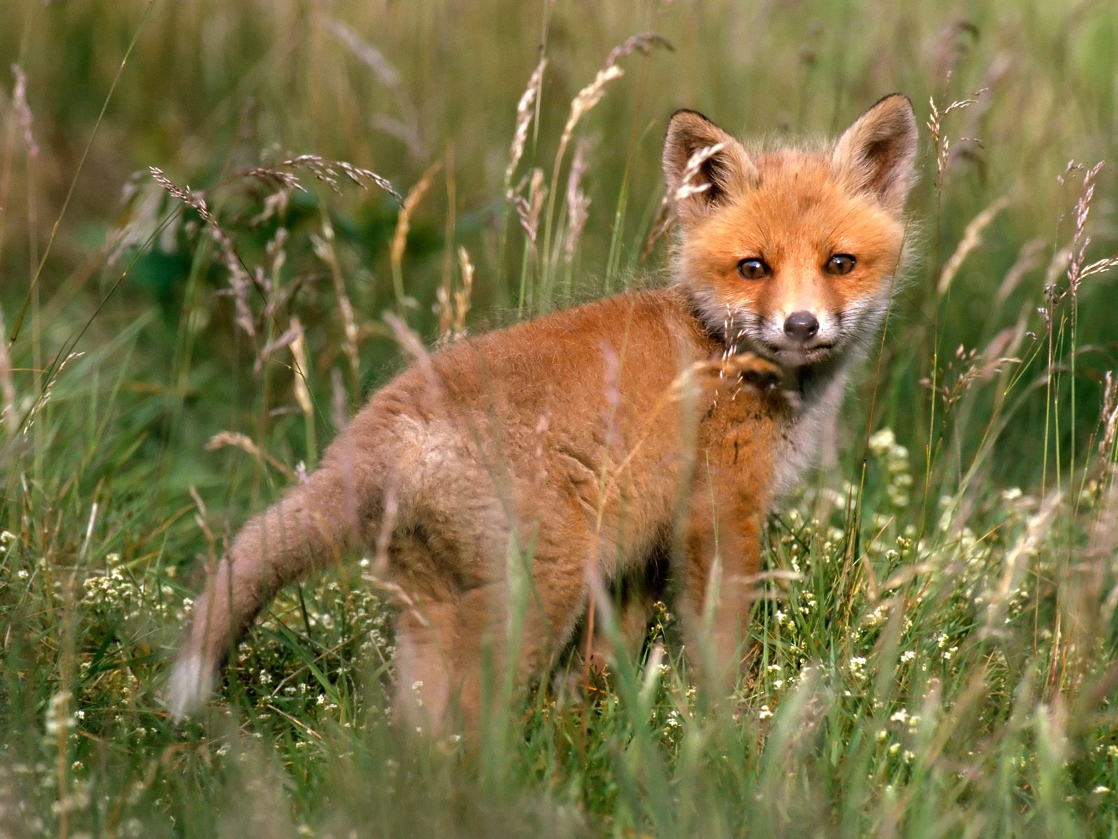 http://3.bp.blogspot.com/_sz2fJjO1XW8/TMgoIpon5yI/AAAAAAAAGtQ/Fj_58KKY4XI/s1600/africa-animal-wallpaper-1600x1200-0074.jpg