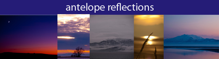 Antelope Reflections