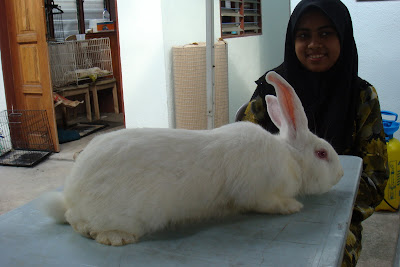 Arnab Kiut