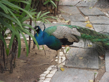 PAVÃO NO ZOOLÓGICO