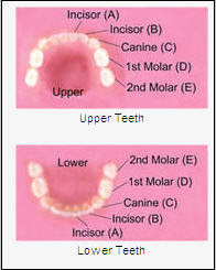 tooth names baby teeth