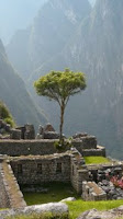 Machu Treecchu