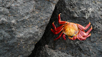 Crab