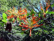 El naturalista