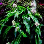 [nardostachys-jatamansi-1.jpg]