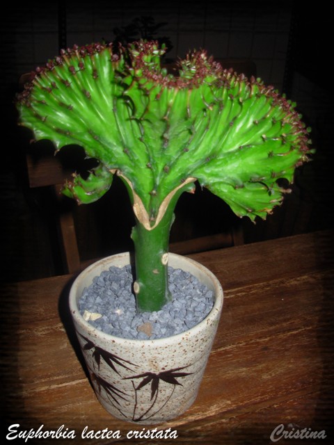 [Euphorbia+lactea+cristata.jpg]