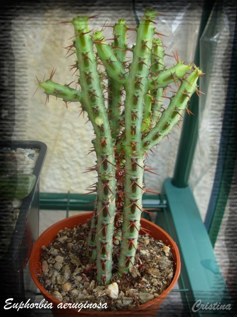 [Euphorbia+aeruginosa.jpg]