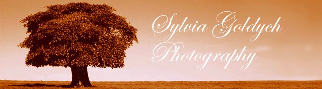 Sylvia Goldych Landscapes
