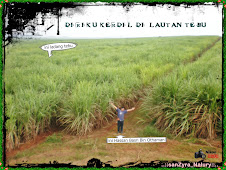 aku di ladang tebu