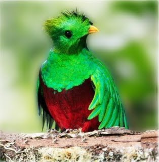 Quetzal