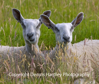 Blue Leicester Sheep