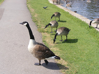 The Disillusioned Taxonomist: Invasive Species: Canada Goose