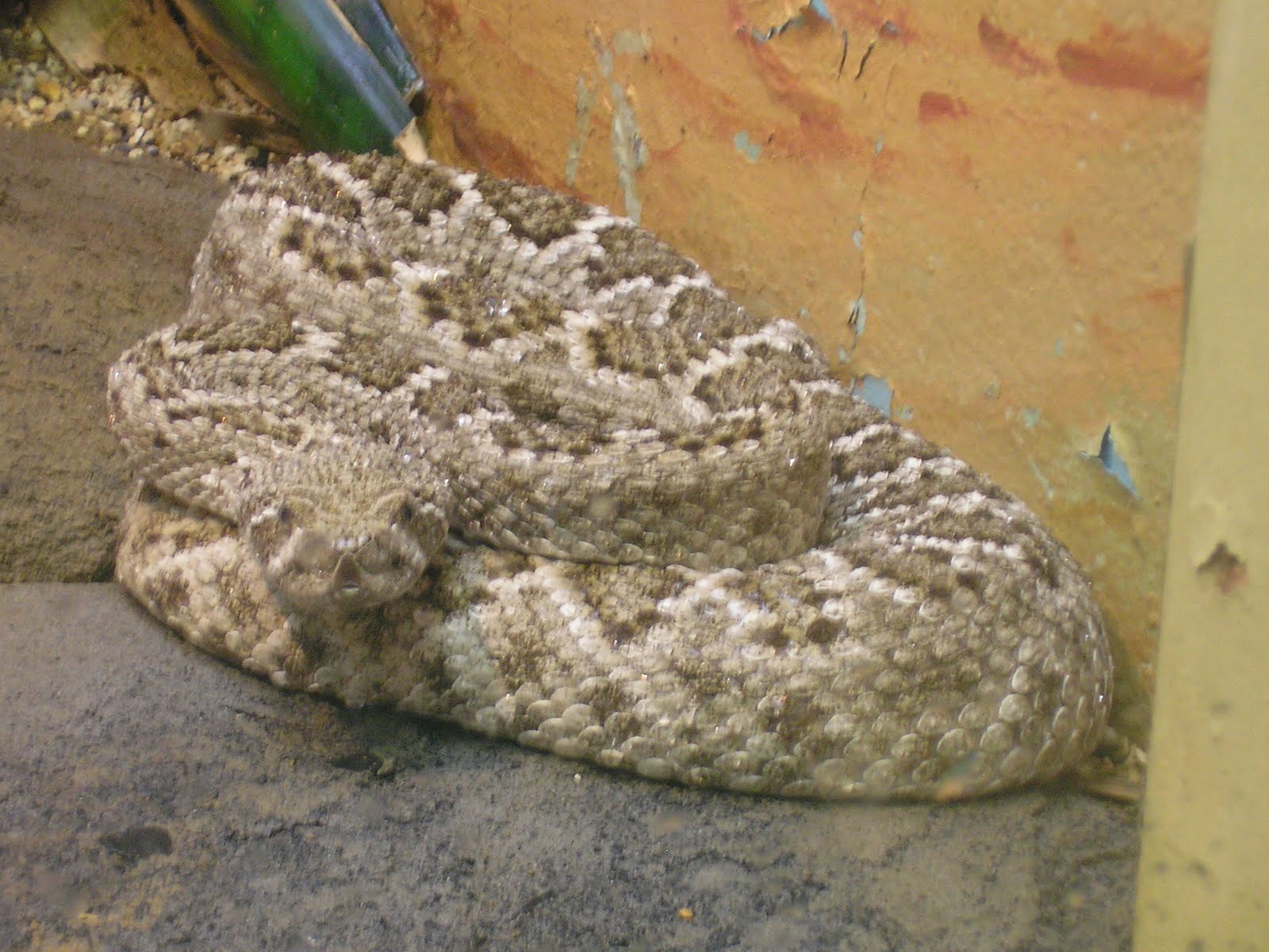 Western Diamondback Rattlesnake