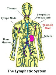 Nick's Bio 156 Blog: June 2007