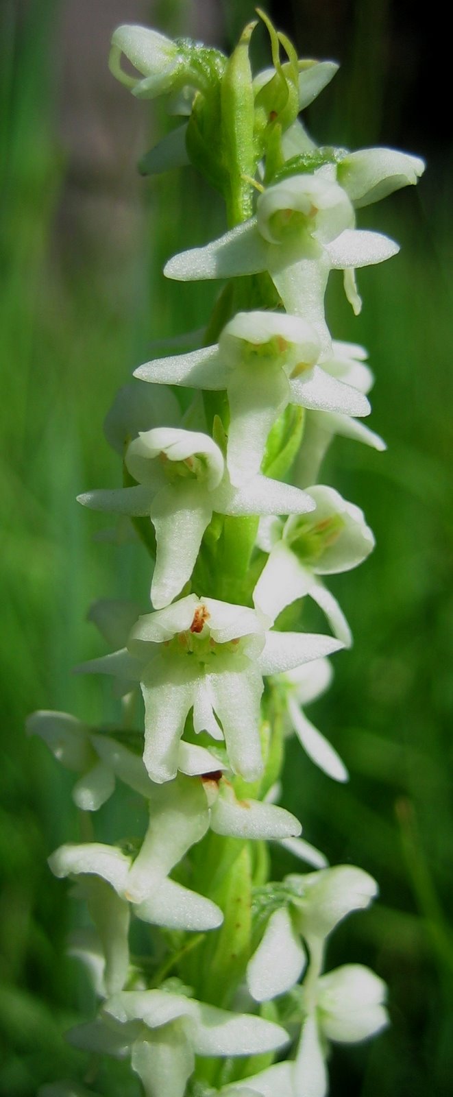 [White+Bog+Orchid+Habenaria+dilatata+closeup.JPG]