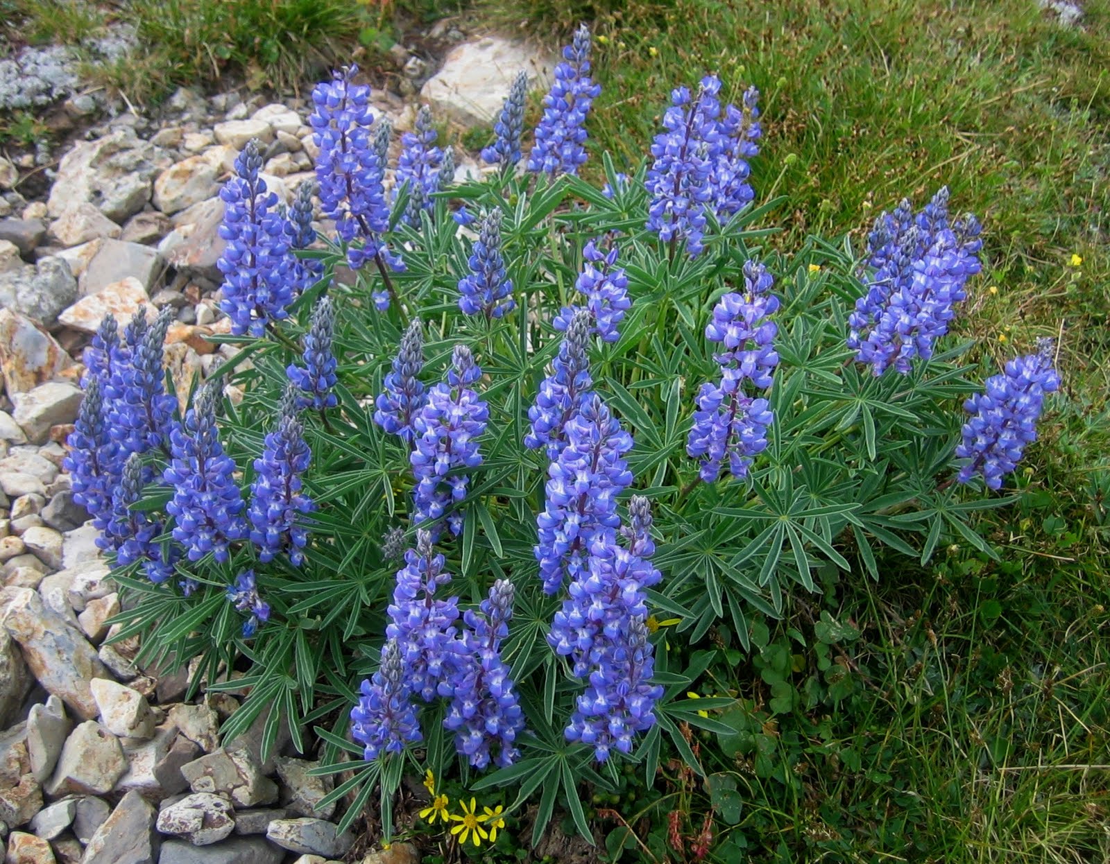 Alpine Lupine