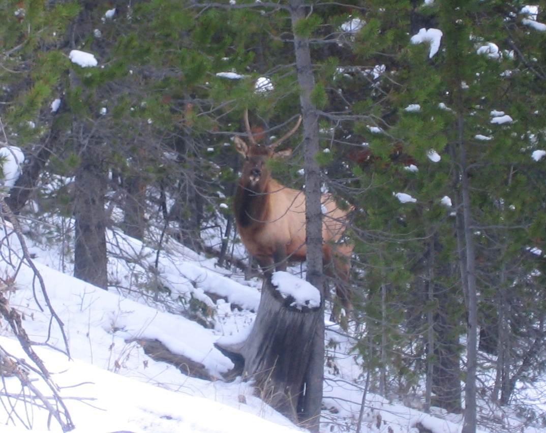 EcoRover Elk Hunting (just scenery; no blood)