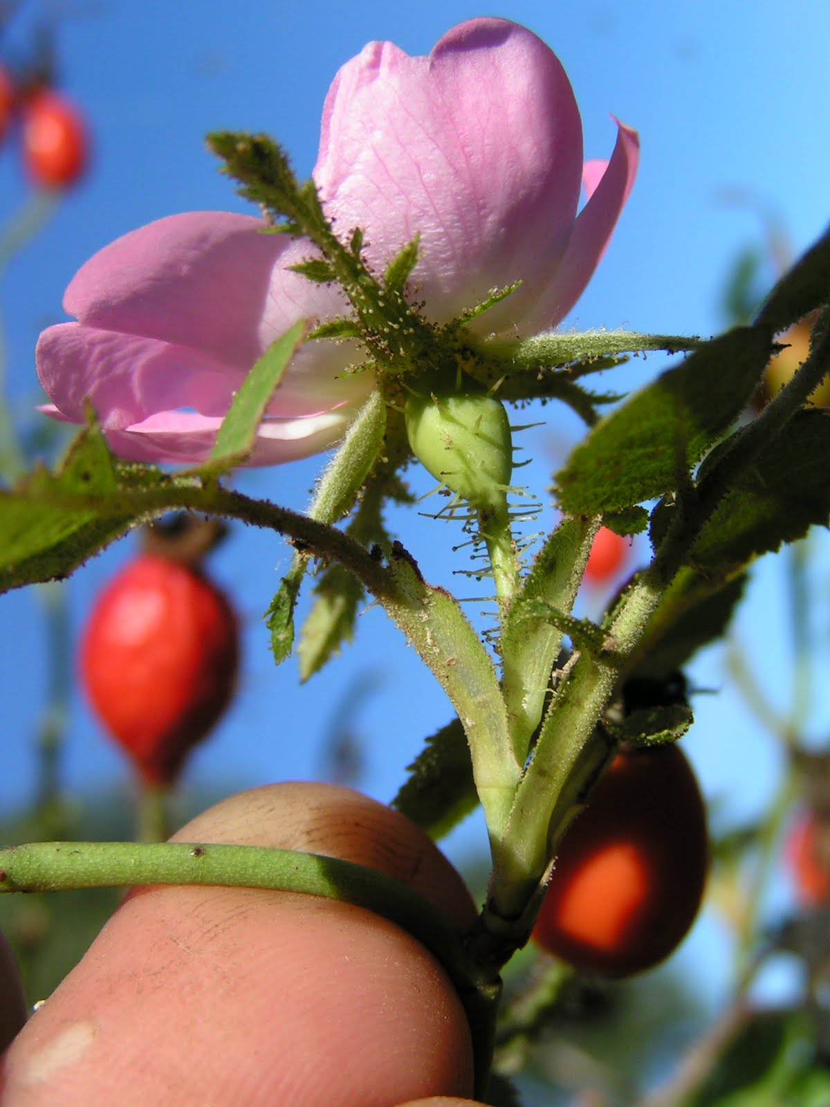 Curious Kai Rose Hips