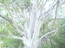 Terminalia arjuna Tree at Uduthorai Halla Merger Point with Kaveri