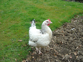 Telfords chickens - Dora