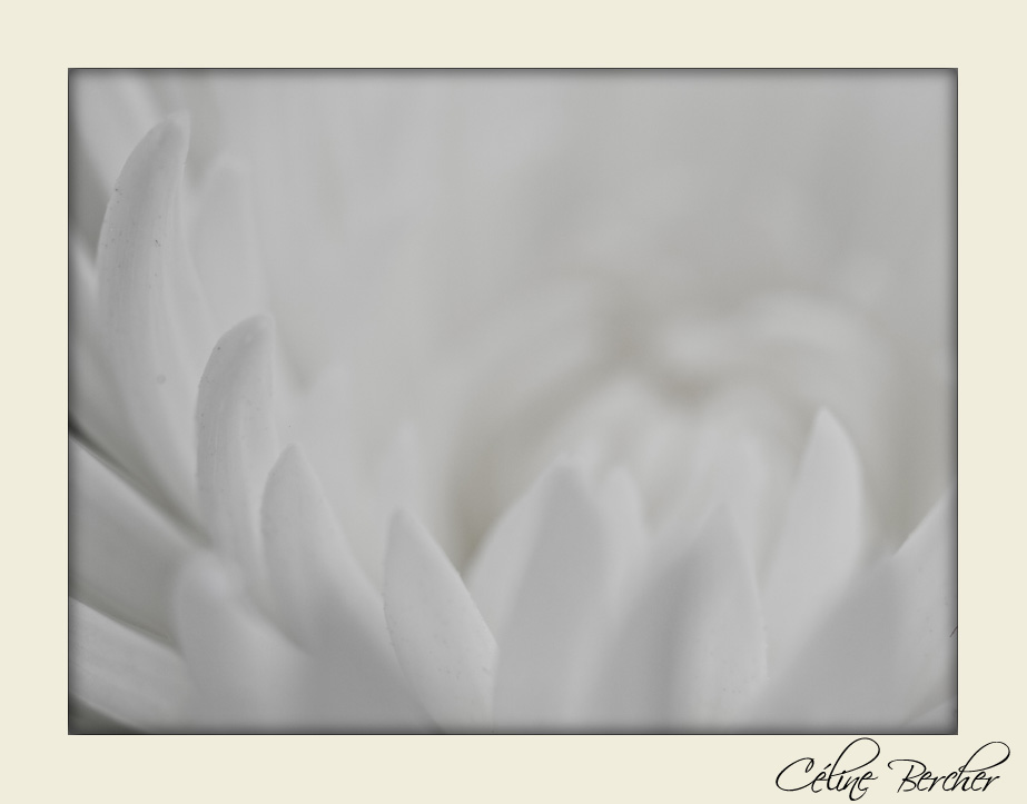[fleur+blanche_2+mod.jpg]