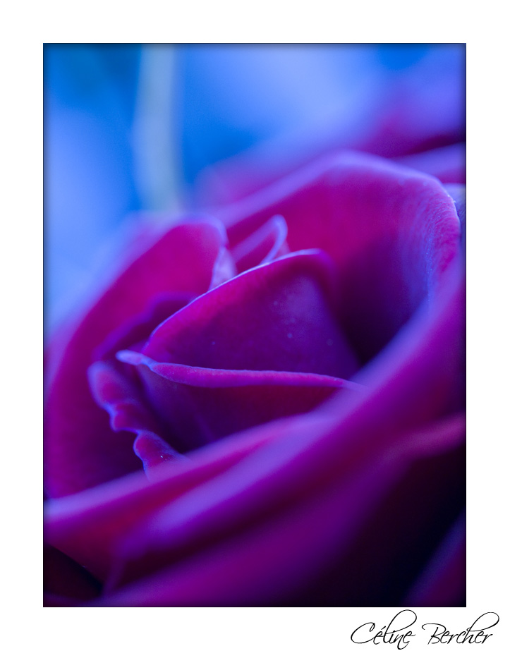 [roseviolet+mod.jpg]
