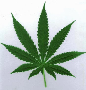 [potleaf.bmp]