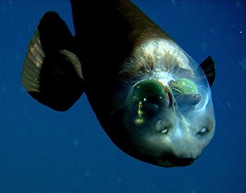 [1236703918barreleye2-350.jpg]